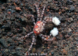 Boxer Crab - gloves up Tulamben Bali by Debra Cahill 